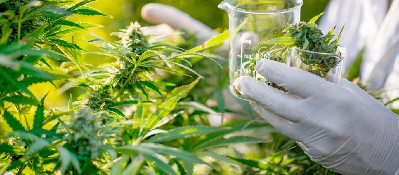 Αμφισβητείται η χρήση κάνναβης για τη θεραπεία της διαταραχής μετατραυματικού στρες